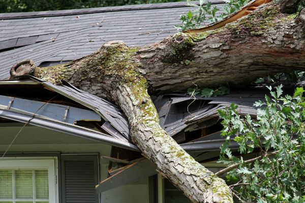 Storm Remediation in Ringgold
